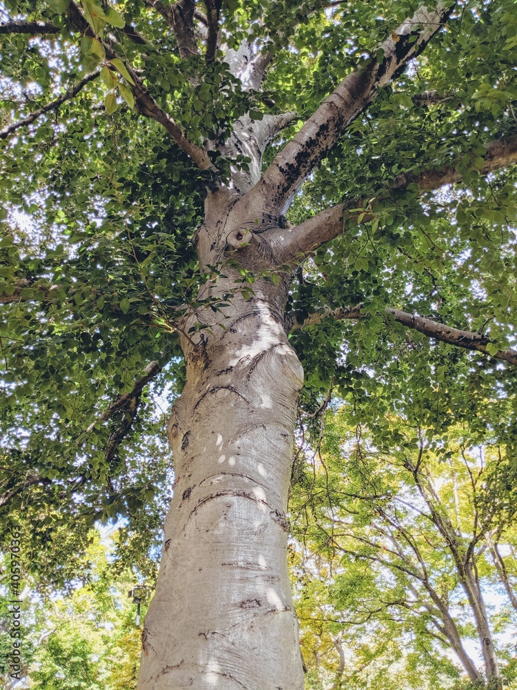 Fototapeta premium Canopy view of an American beech tree 
