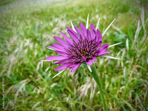 Wild purple Aster flower in a field