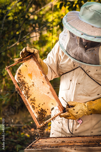 apicultor sosteniendo marco de abejas con miel y cera en medio de una colmena al aire libre con mascara de proteccion con malla 