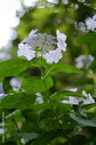 紫陽花