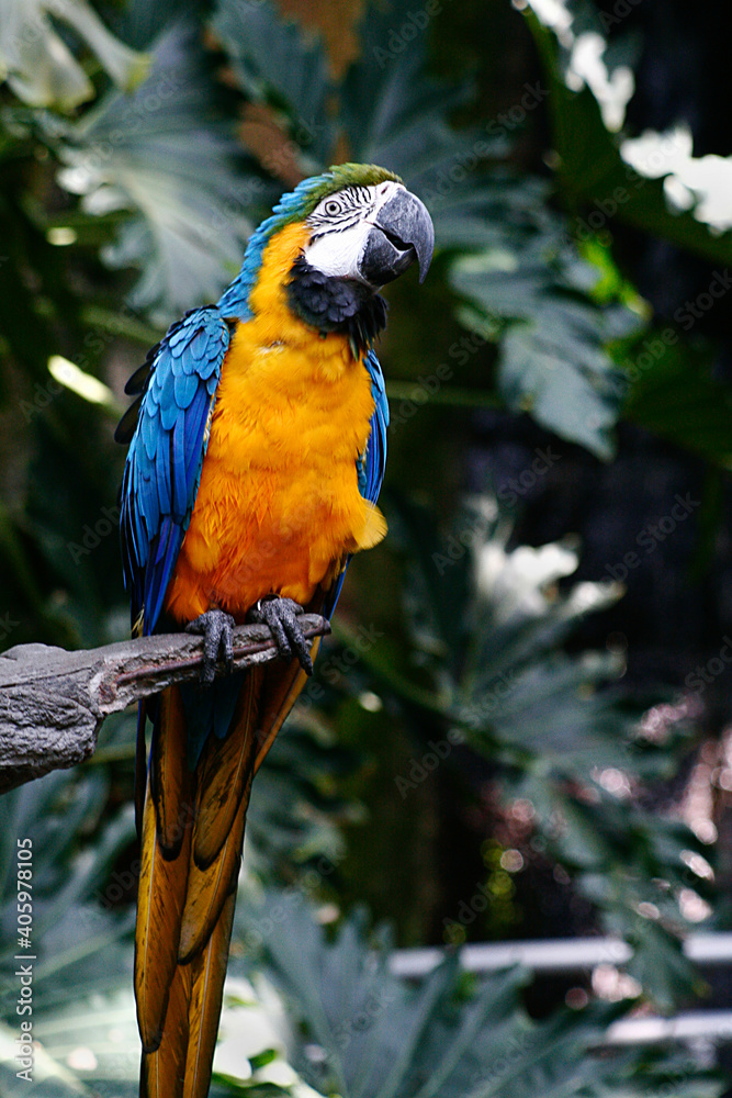 Obraz premium Macaws 02, Galveston, TX 2007