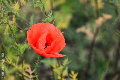 A blooming wild poppy flower among the steppe grasses.