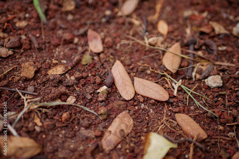 Brown soil with some dead leaves, gravel and plant roots Brown soil with some dead leaves, gravel and plant roots