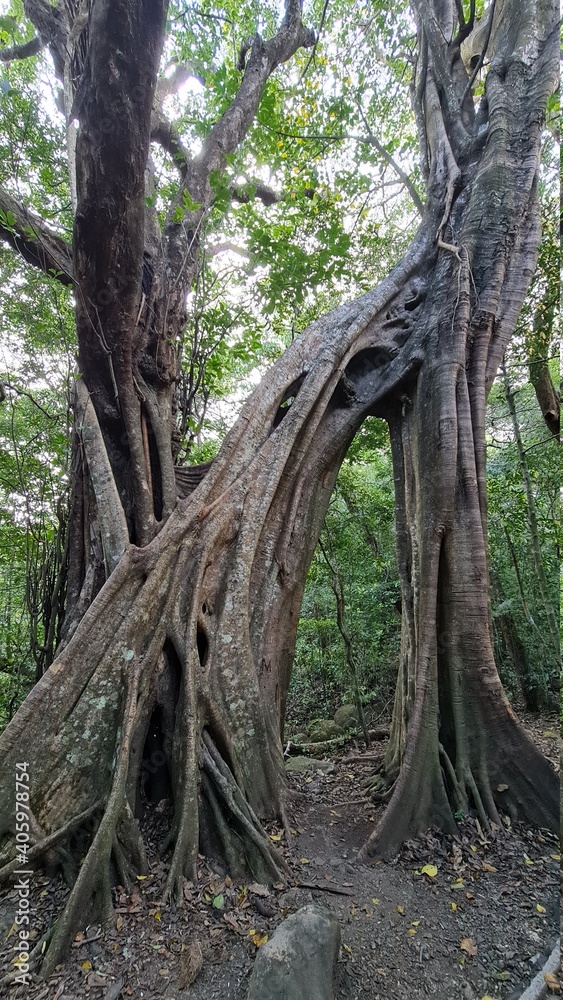 Large Trees in the Tropical Costa Rain Forest