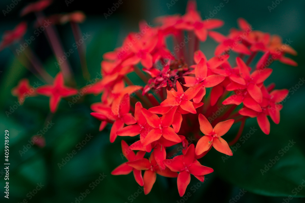 Focus on some red flowers against a blurry dark green leaf background Focus on some red flowers against a blurry dark green leaf background