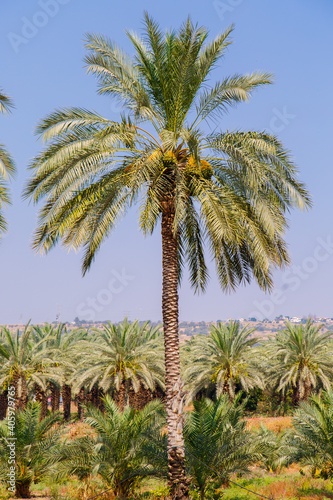 Cultivation of date palms in Israel. Agriculture in the Middle East. Palm Grove. 