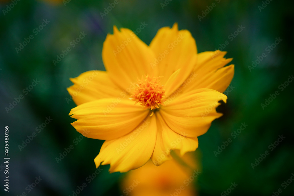 A yellow flower called the sulfur cosmos flower with a blurry background of dark green leaves or bokeh A yellow flower called the sulfur cosmos flower with a blurry background of dark green leaves or bokeh