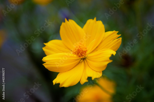 A yellow flower called the sulfur cosmos flower with a blurry background of dark green leaves or bokeh