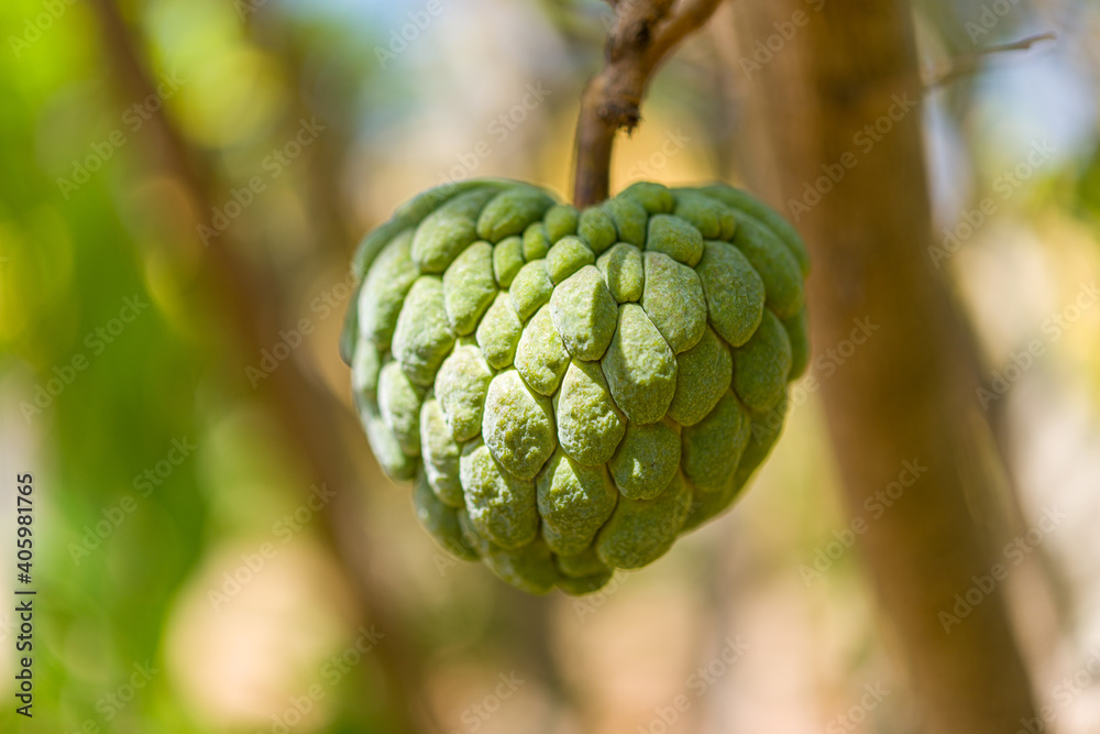 Apple custard still on the tree. Tropical fruit.