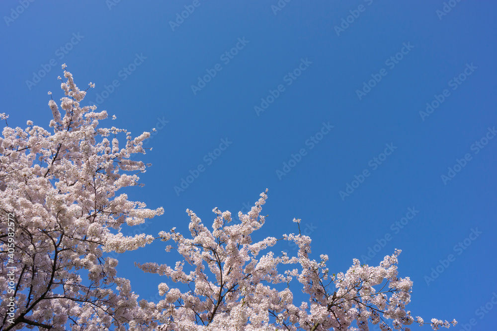 青空と満開の桜