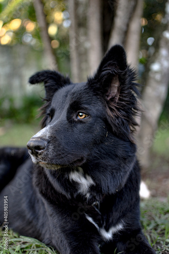 german shepherd dog