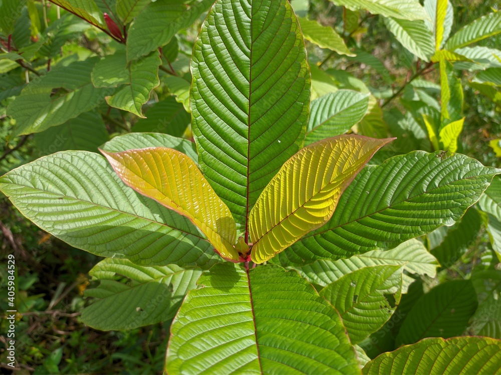 kratom plants (Mitragyna speciosa) grows wild in tropical south Kalimantan kratom plants (Mitragyna speciosa) grows wild in tropical south Kalimantan