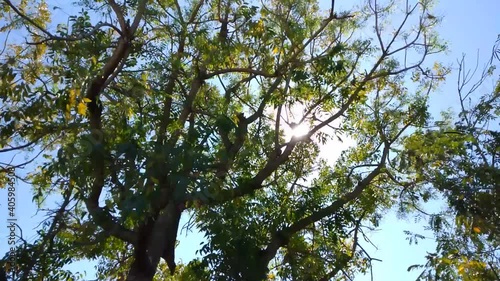 tree in the sky