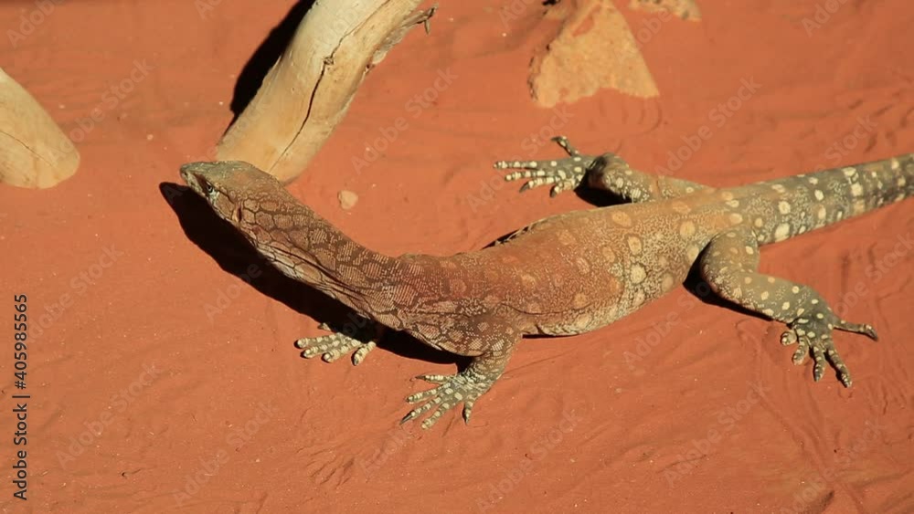top-view-of-perentie-varanus-giganteus-the-largest-monitor-lizard-or