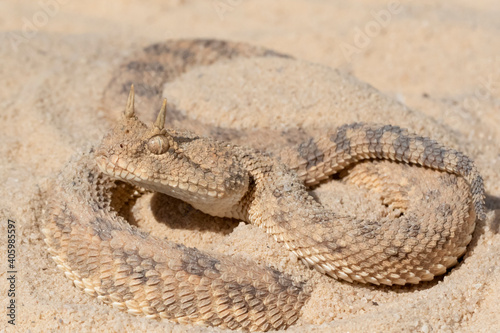 Desert Horned Viper Snake in sand