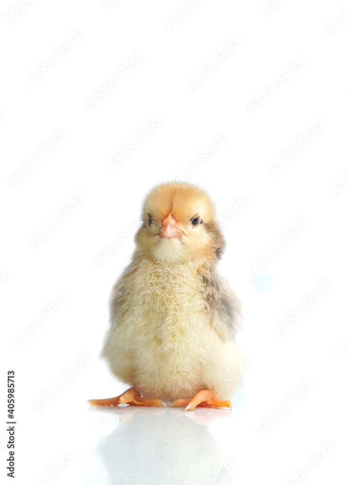 Fototapeta premium Sleepy bantam, on a white background.