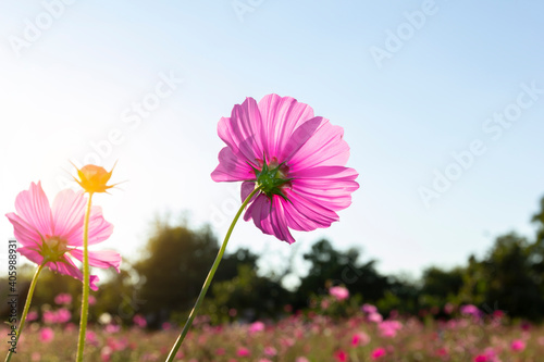 Bright pink cosmos flowers in garden and bright blue daytime sky background.