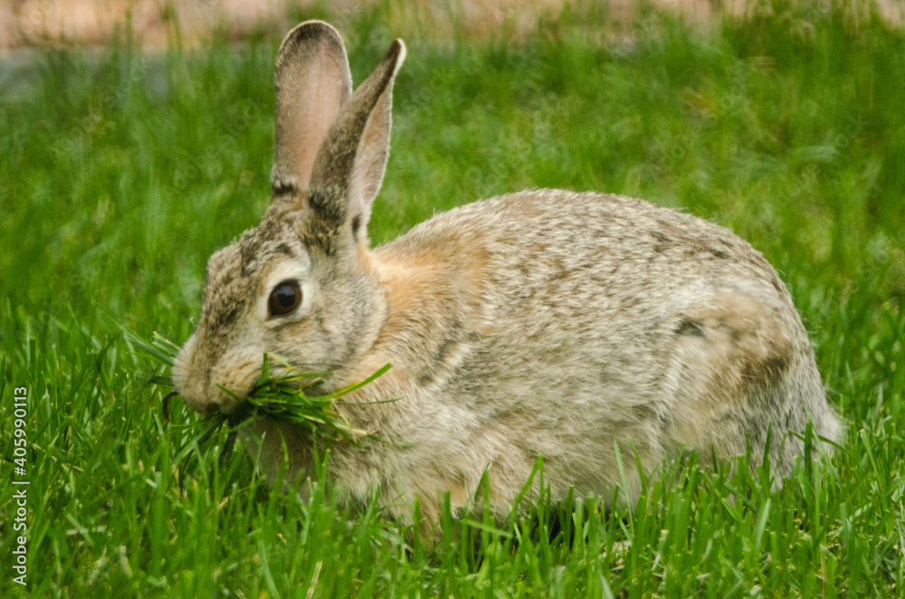 Rabbit with a mouthful of grass. Rabbit with a mouthful of grass.