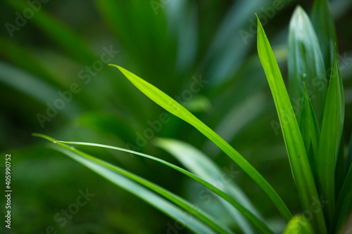 Close up of Pandan plant 