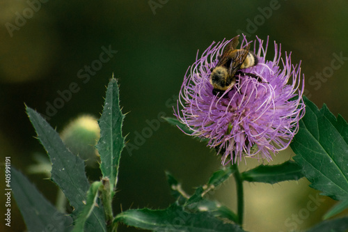bee on a flower