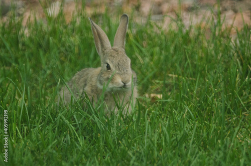 A baby rabbit preparing to eat some grass
