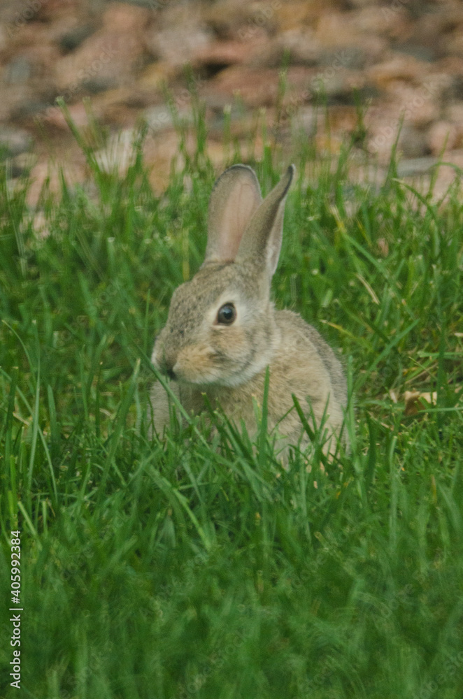 A baby rabbit looking for the next blade of grass to eat. A baby rabbit looking for the next blade of grass to eat.