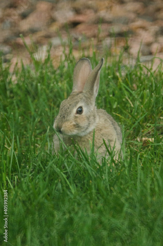 A baby rabbit looking for the next blade of grass to eat.