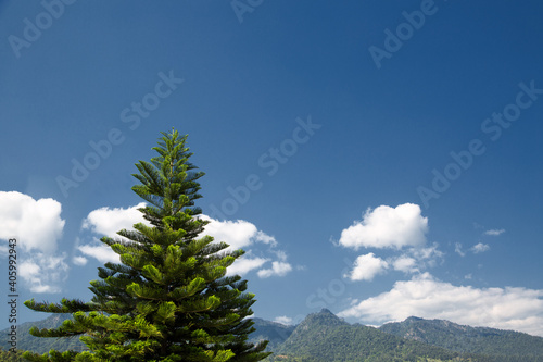 A Pine tree on the top of the mountain