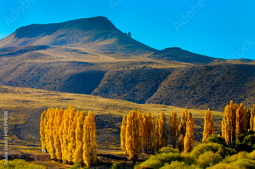 Poplar Trees - Patagonia - Argentina photo