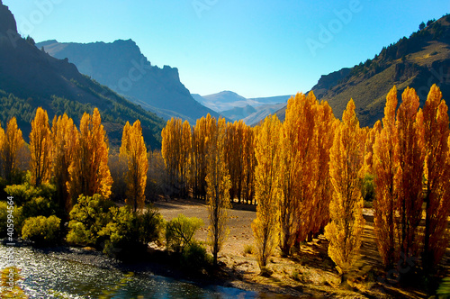 Poplar Trees - Patagonia - Argentina photo