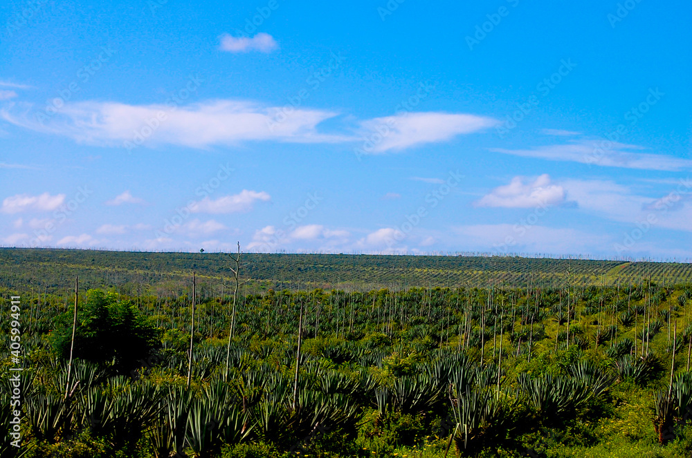 Obraz premium Sisal Fibre Plantation - Tanzania