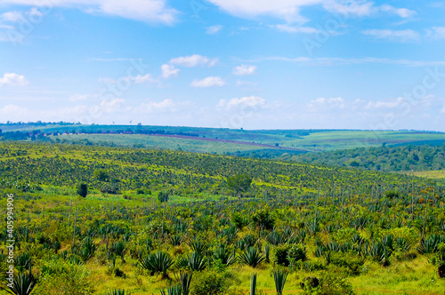 Sisal Fibre Plantation - Tanzania