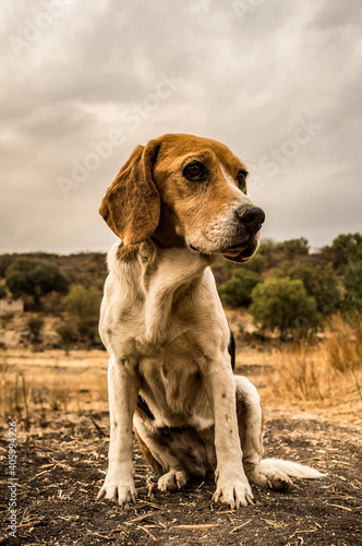portrait of a beagle dog at sunset