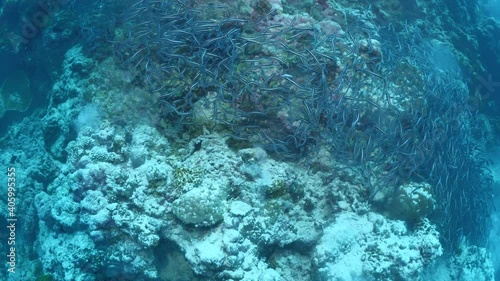 convict blenny fish digging the sand to make a place underwater ocean scenery of animal behaviour  photo