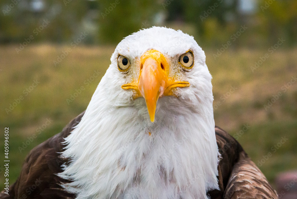 Obraz premium american bald eagle