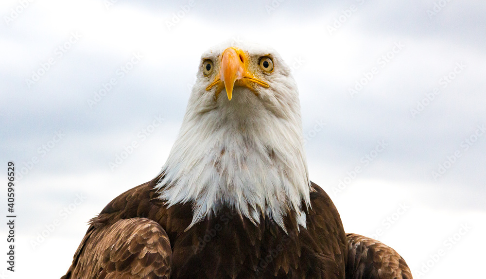 Obraz premium american bald eagle