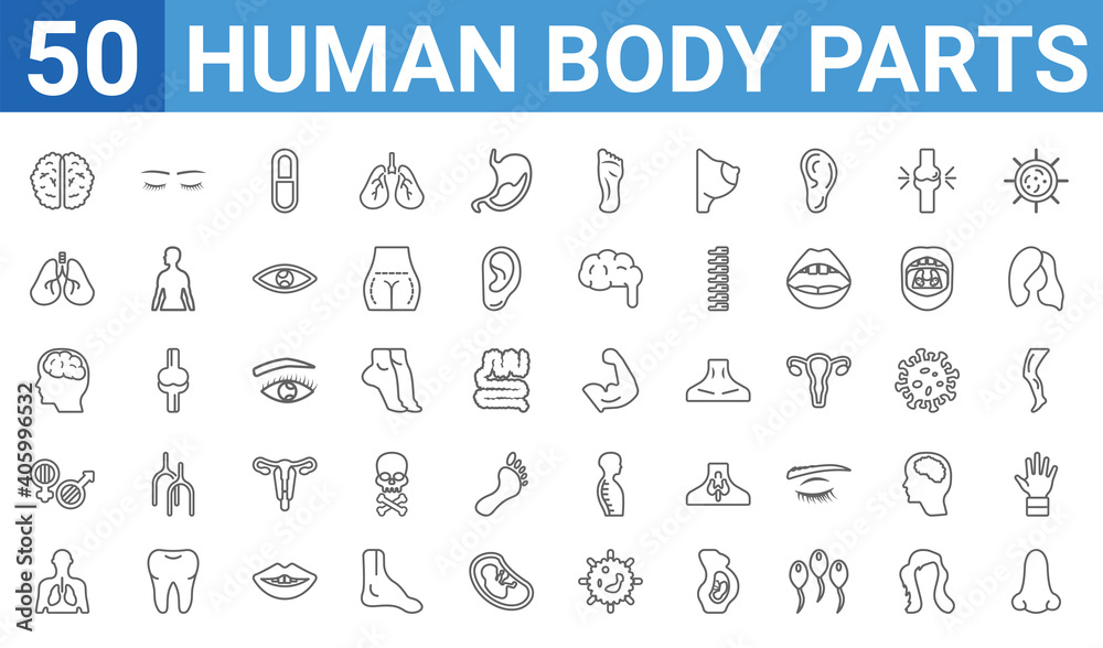 set of 50 human body parts web icons. outline thin line icons such as male nose of a line,brain upper view,human with focus on the lungs,male and female gender,male head side view with brains,lungs