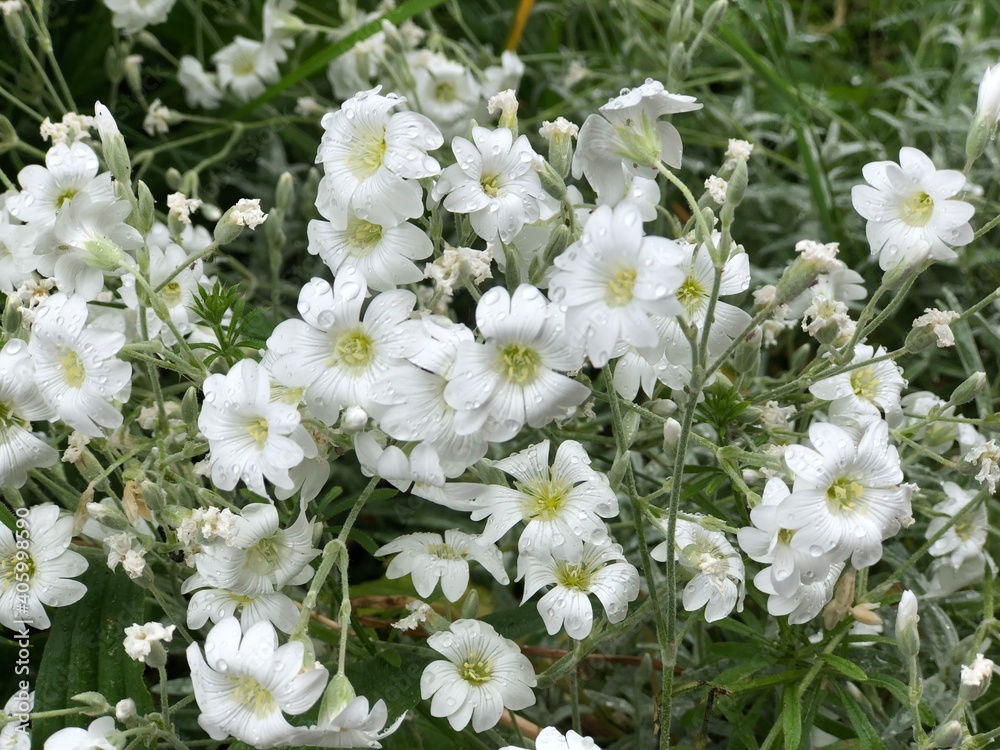 white flowers in the garden