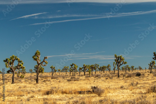 Joshua Tree in a hot sunny winter, and windy. photo