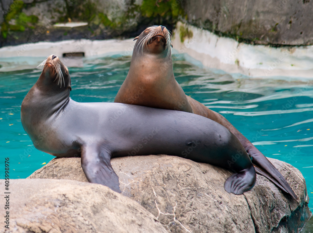 Naklejka premium Seals