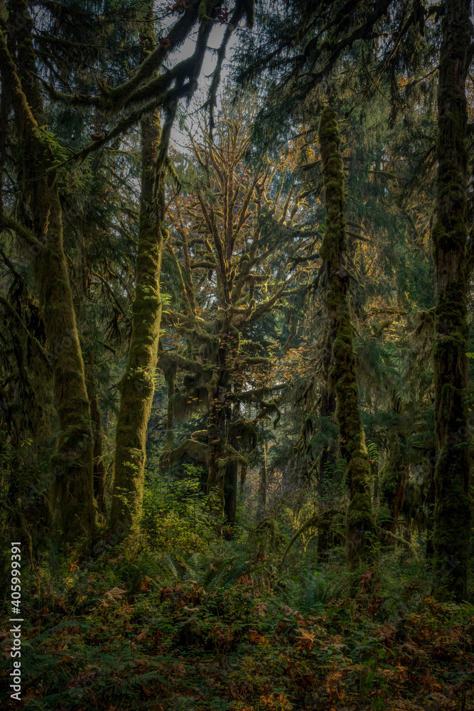 Alien looking vegetation surrounds you in Olympic National Park Washington State USA