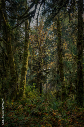 Alien looking vegetation surrounds you in Olympic National Park Washington State USA