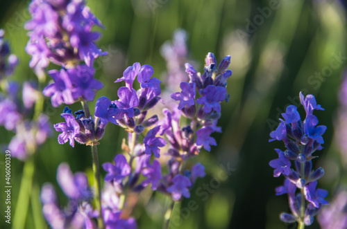 blooming mountain lavender close-up in the rays of the setting sun © Julia Krupeneva