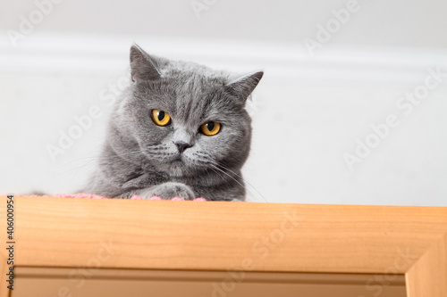 Cute fluffy gray cat sitting on the closet and looking down © Yana Mirta