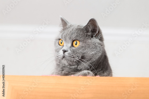 Portrait of a gray charming cat with orange eyes sitting on a cabinet.