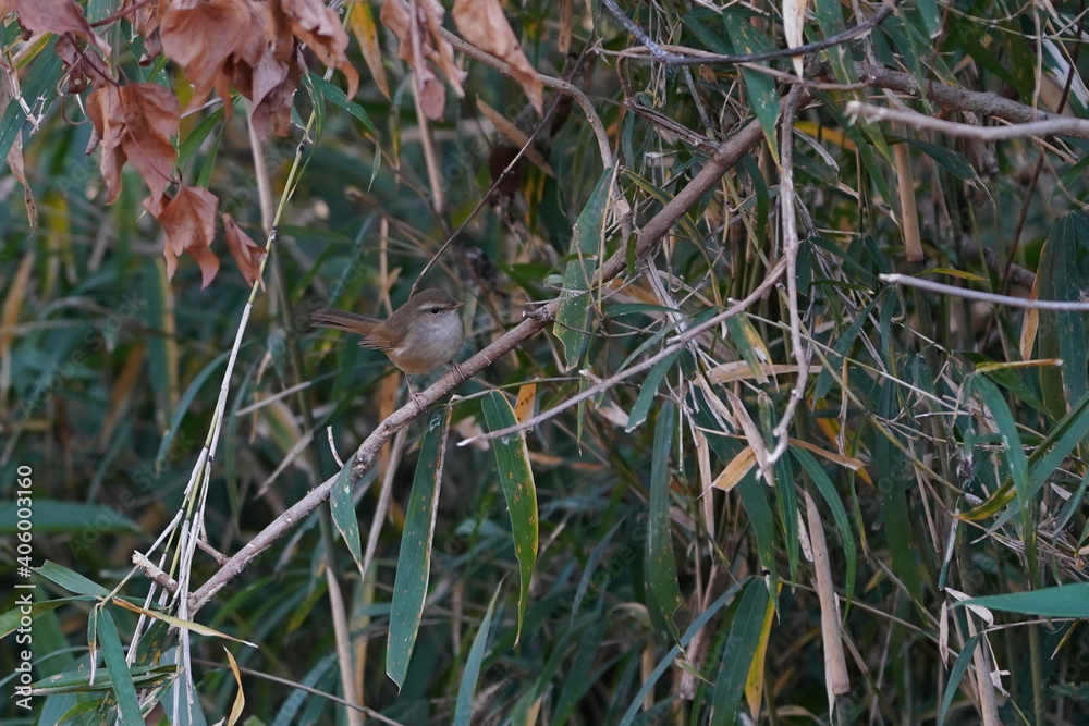 japanese bush warbler in the bush