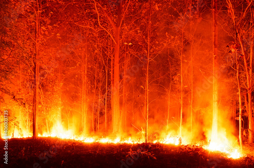 Wildfire, Forest Fire Burning Trees in Red and Orange High Heat at Night in the Forest. On the mountains of northern Thailand, soft focus