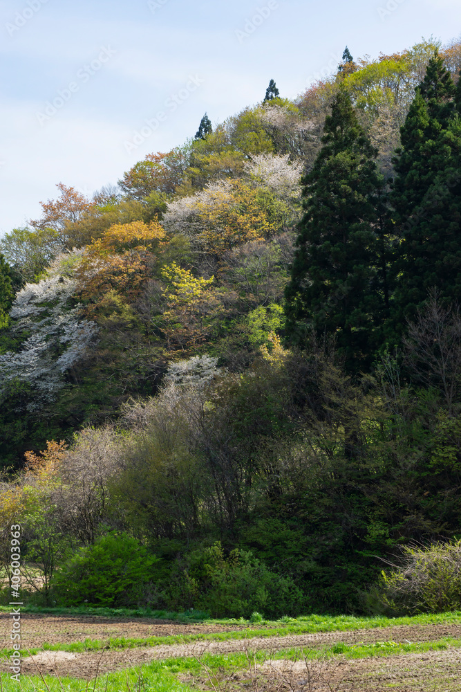 里山の新緑と桜