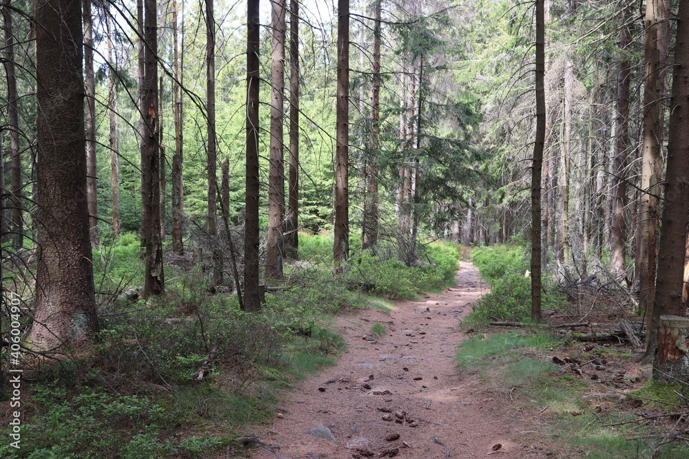 Wanderweg Trampelpfad Wandern im Fichtelgebirge