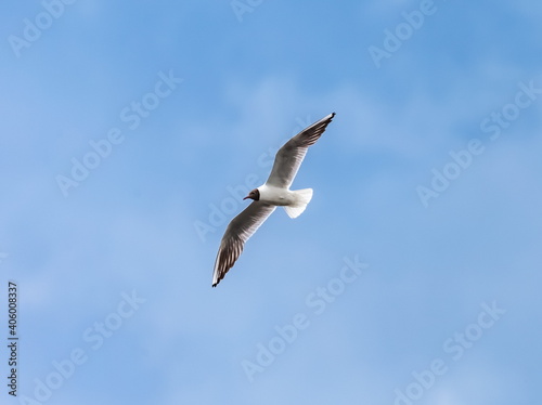 A gull bird in flight close up against a background of blue sky and white clouds in summer